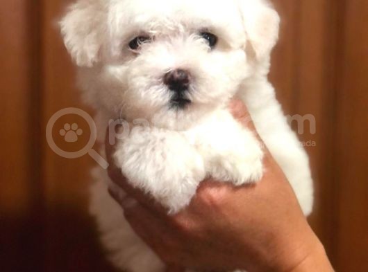 Yakişikli Malti̇poo
