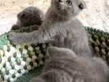 Scottish Fold Short Hair