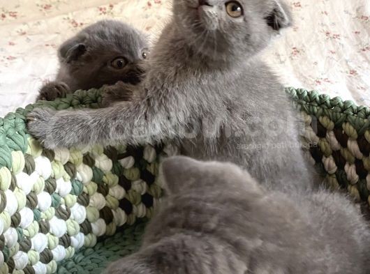 Scottish Fold Short Hair görsel
