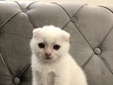 British Shorthair Scottish Fold Yavru Kedi