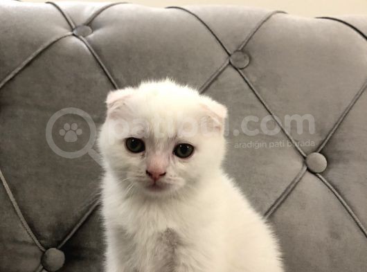 British Shorthair Scottish Fold Yavru Kedi görsel