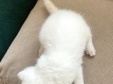 British Shorthair Ve Blue Point Yavrular