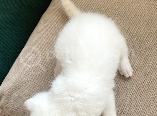 British Shorthair Ve Blue Point Yavrular görsel
