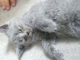 Scottish Fold Erkek