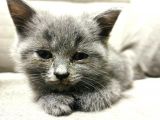 Scottish Fold Erkek