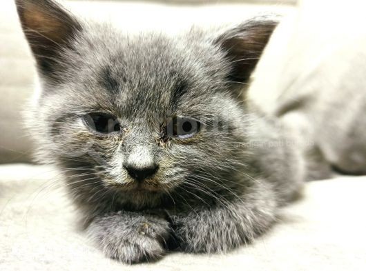 Scottish Fold Erkek görsel