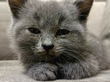 Scottish Fold Erkek