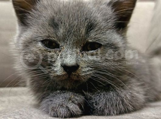 Scottish Fold Erkek görsel