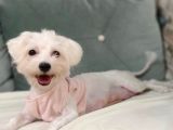 Orijinal Maltipoo Yavrumuz