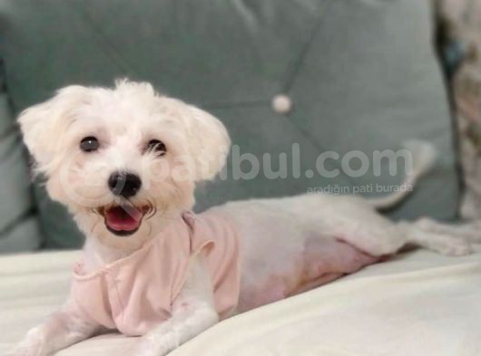 Orijinal Maltipoo Yavrumuz