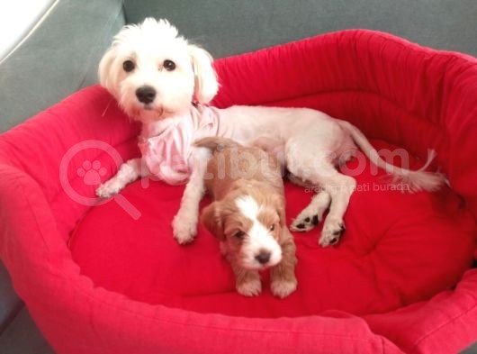 Orijinal Maltipoo Yavrumuz görsel