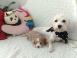 Orijinal Maltipoo Yavrumuz