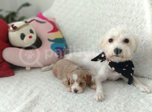 Orijinal Maltipoo Yavrumuz görsel