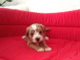 Orijinal Maltipoo Yavrumuz