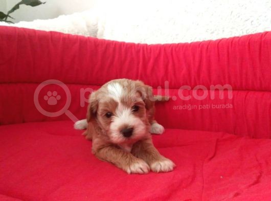 Orijinal Maltipoo Yavrumuz görsel