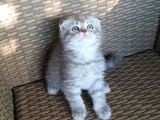 Blue Tabby Scoti̇sh Fold Erkek