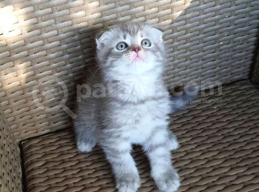 Blue Tabby Scoti̇sh Fold Erkek