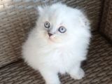 Blue Poi̇nt Scotti̇sh Fold Longhai̇r Di̇şi̇