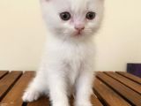 Sevimli Surat British Shorthair Gri Ve Beyaz Yavrularımız