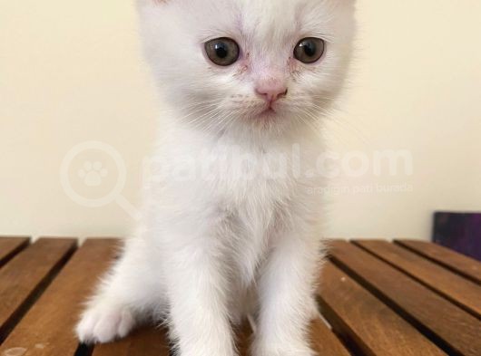 Sevimli Surat British Shorthair Gri Ve Beyaz Yavrularımız görsel