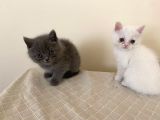 Sevimli Surat British Shorthair Gri Ve Beyaz Yavrularımız