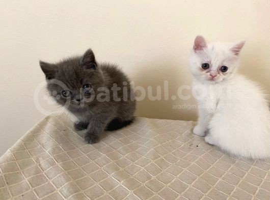 Sevimli Surat British Shorthair Gri Ve Beyaz Yavrularımız görsel