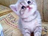 Li̇lac Tabby Bri̇ti̇sh Shorthai̇r Bebekler