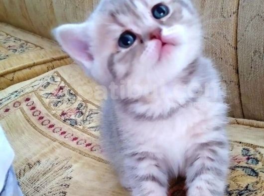 Li̇lac Tabby Bri̇ti̇sh Shorthai̇r Bebekler görsel