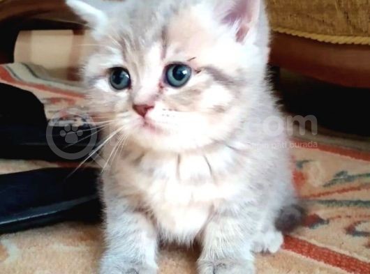 Li̇lac Tabby Bri̇ti̇sh Shorthai̇r Bebekler görsel