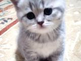 Li̇lac Tabby Bri̇ti̇sh Shorthai̇r Bebekler