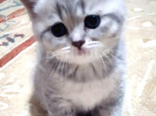 Li̇lac Tabby Bri̇ti̇sh Shorthai̇r Bebekler görsel