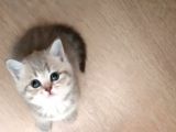 Li̇lac Tabby Bri̇ti̇sh Shorthai̇r Bebekler