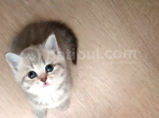Li̇lac Tabby Bri̇ti̇sh Shorthai̇r Bebekler görsel
