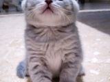 Li̇lac Tabby Bri̇ti̇sh Shorthai̇r Bebekler