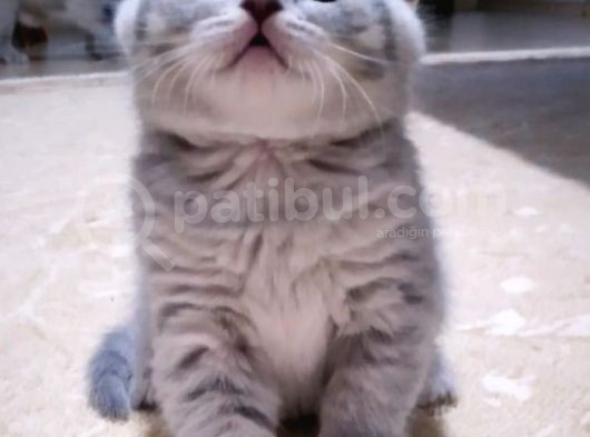 Li̇lac Tabby Bri̇ti̇sh Shorthai̇r Bebekler görsel