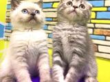 Blue Tabby Scoti̇sh Fold Erkek