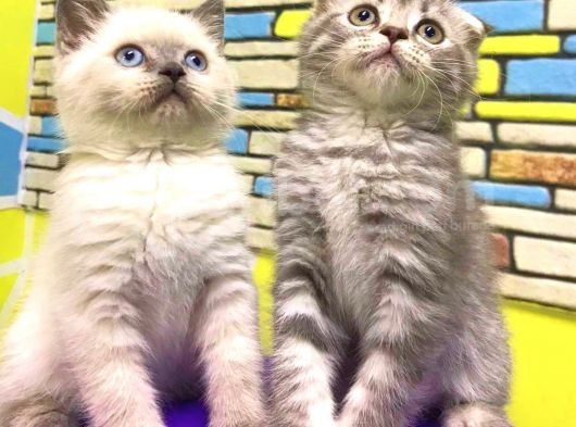 Blue Tabby Scoti̇sh Fold Erkek görsel