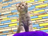 Blue Tabby Scoti̇sh Fold Erkek