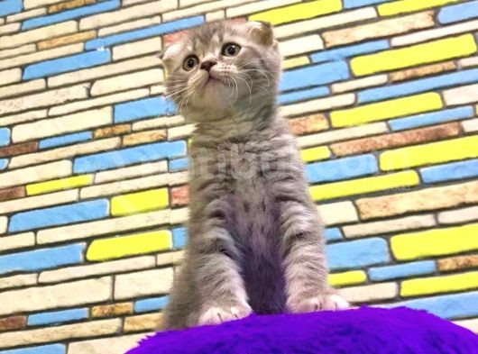 Blue Tabby Scoti̇sh Fold Erkek görsel