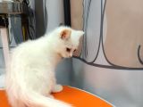 British Shorthair White