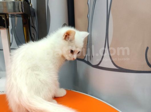 British Shorthair White görsel