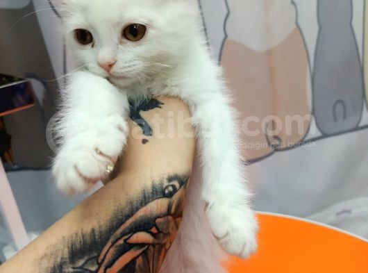 British Shorthair White görsel