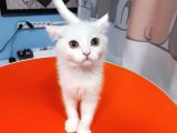 British Shorthair White