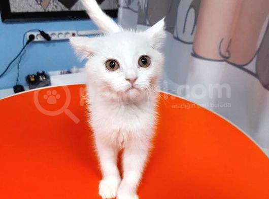 British Shorthair White