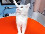 British Shorthair White