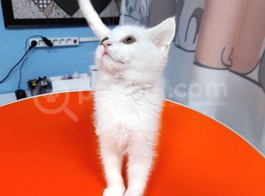 British Shorthair White görsel