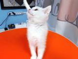British Shorthair White