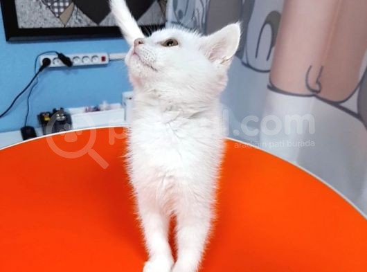 British Shorthair White görsel