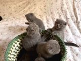 Son Kalan Di̇şi̇ Scotich Shorthair