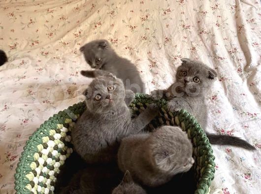 Son Kalan Di̇şi̇ Scotich Shorthair görsel
